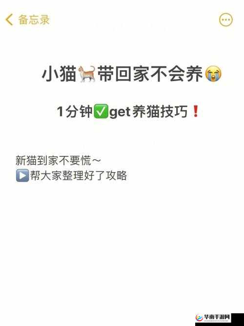小森生活玩法攻略与新手养猫技巧详细图文合集