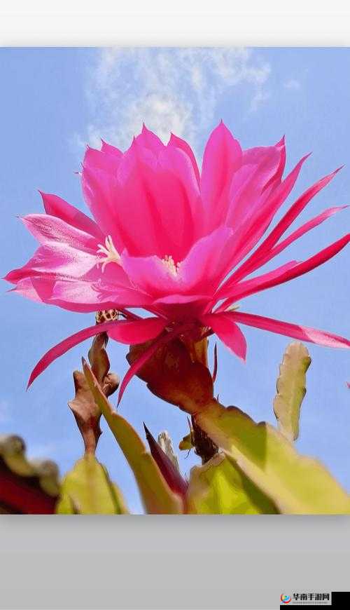 探索创造与魔法中各类花朵的神奇用途与独特价值