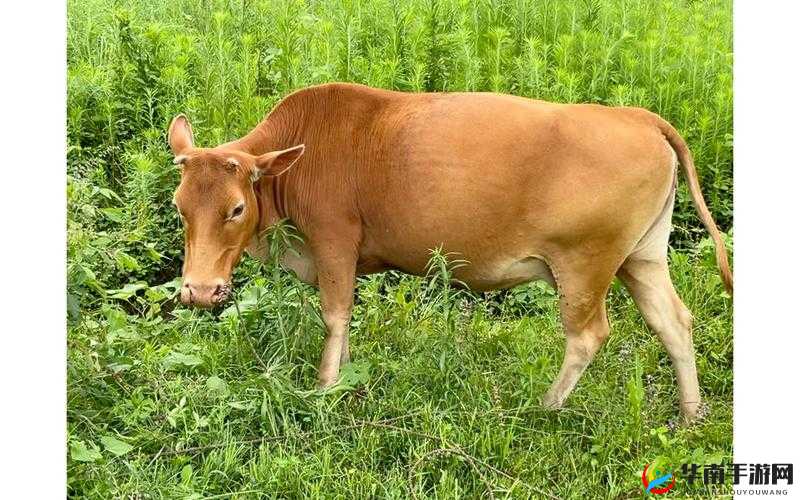 网络热词解析：666在QQ炫舞手游社区中的'牛牛牛'寓意探秘