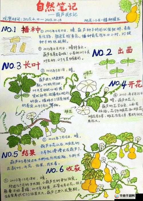 为什么大家都在谈论特殊的精华油 4：探究其奥秘