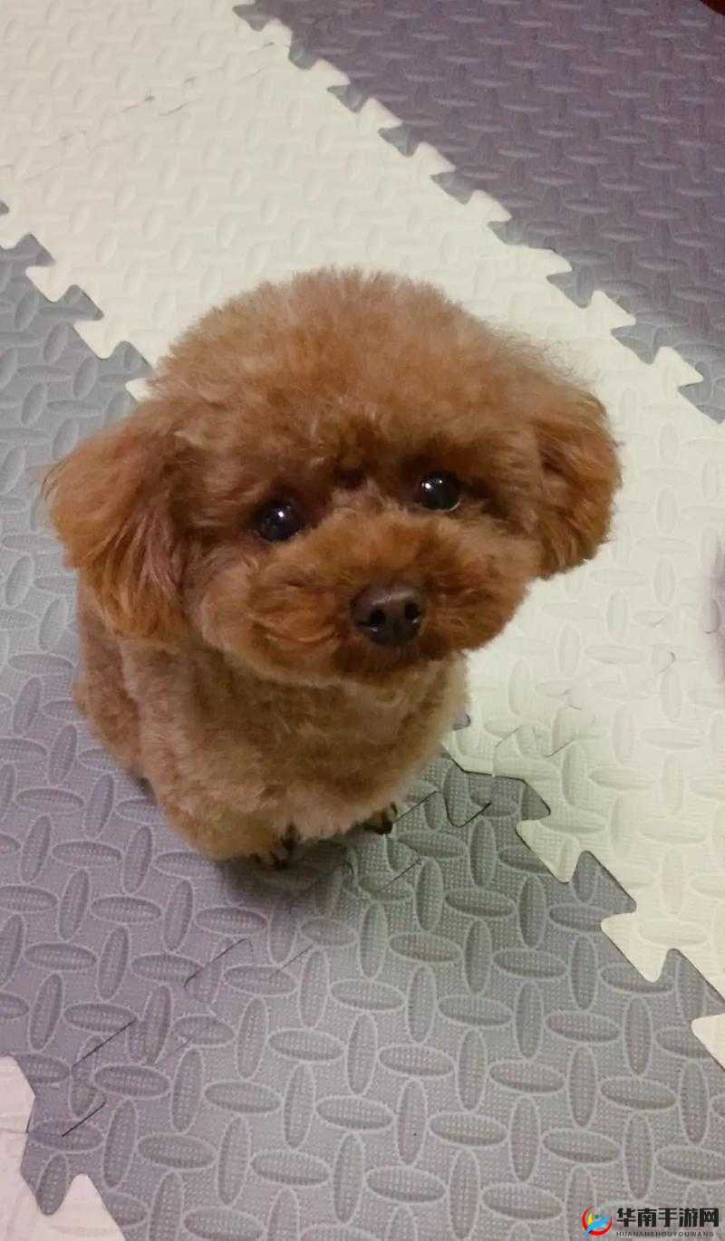 ZOOMSERVO 兽狗，智能追踪，高清夜视，持久续航