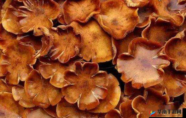 中国新疆超大蘑菇 19D 独特魅力