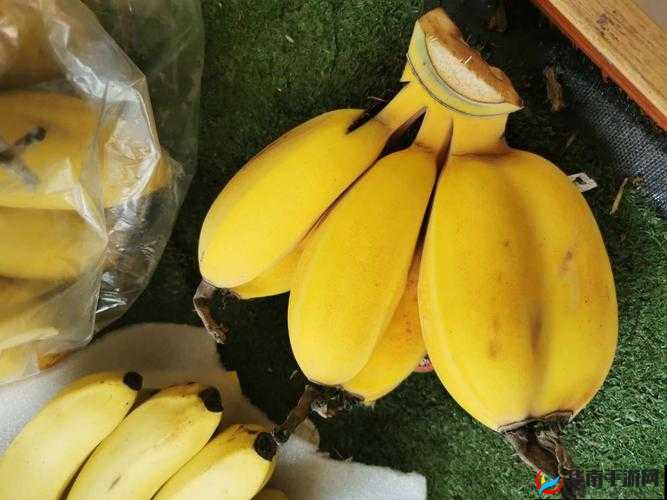 香蕉与忘忧草区别：一个可食一个非食