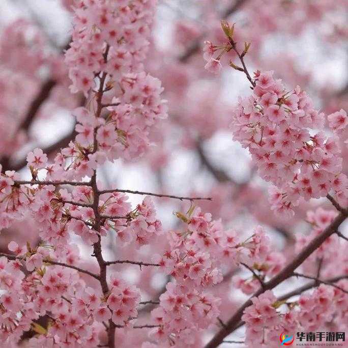 樱花 16q808a：粉色花海中的浪漫之美