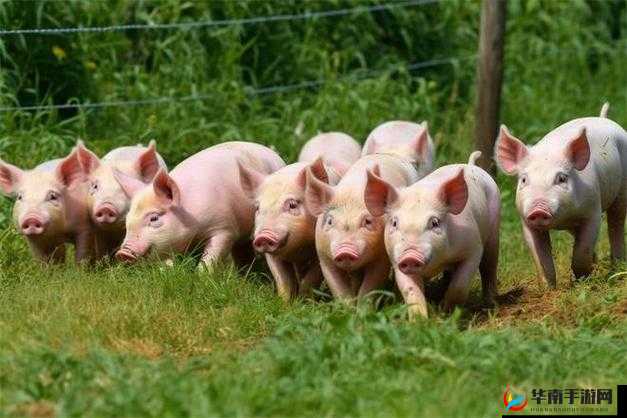 人马畜禽CORPORATION 猪巴西：一个奇特的组合