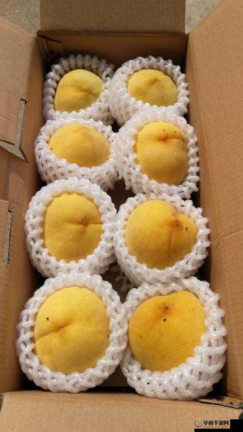 9612 黄桃亚洲品质蘑菇：鲜美可口的优质之选