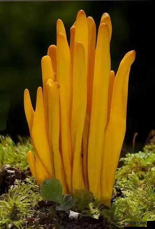 紫黑色蘑菇头顶开花缝的奇妙景象