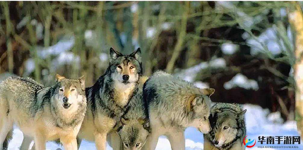 狼群一卡二卡 3 卡四卡网站：畅享精彩影视资源