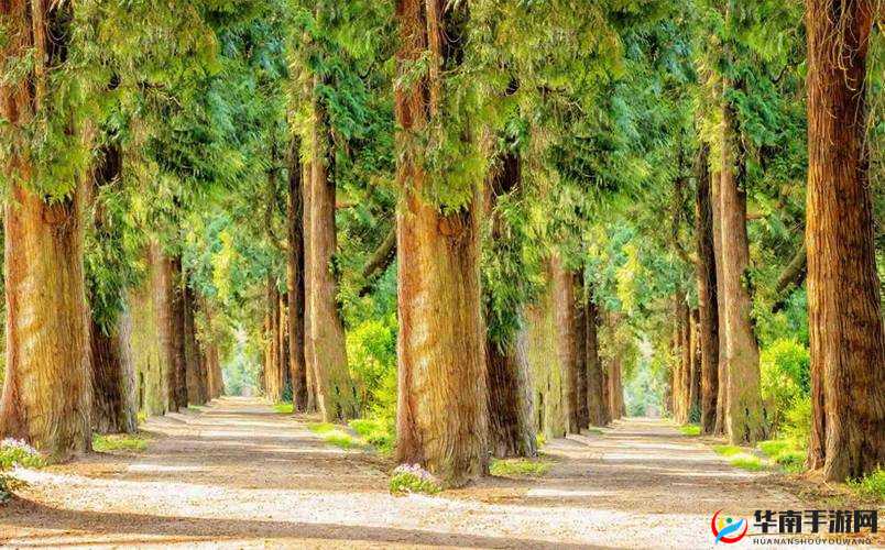 榆树老人与交易森林图片的奇妙故事