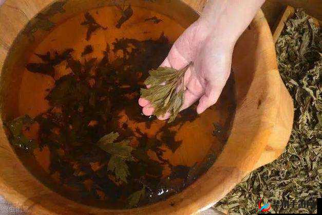 扦插 BB 有什么好处：科学种植，提升品质