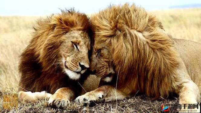 水乳交融唇齿-相濡以沫的情感