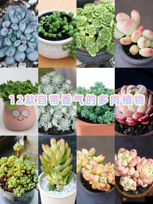 1V3 多肉玉娇香 HHHH 口术精彩呈现