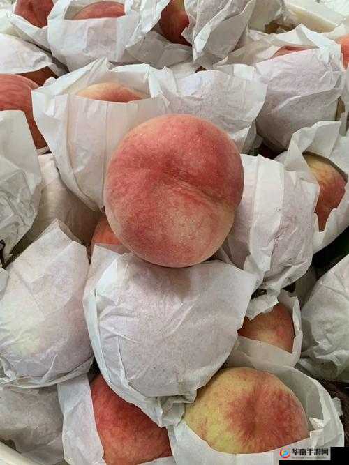 巨无霸水蜜桃水帘洞的奇妙之旅