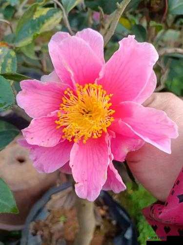 桂花婶的宝贝：9 曲 18 弯