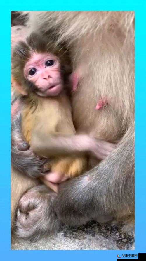 女生男生一起竟能生猴猴？