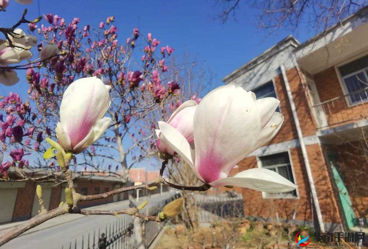 亭亭玉立国色天香四月天科普带你走进春天：探寻春之美