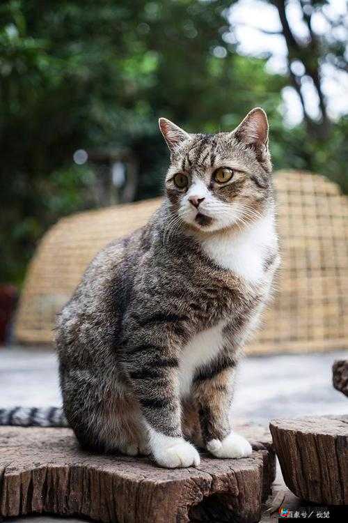 俄罗斯人与 zoom 人的区别全部下线资源：揭秘两种文化的差异