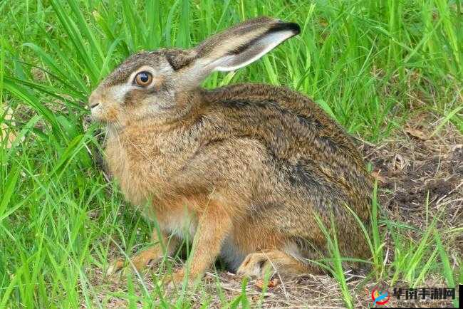 1v1 尺寸长耳朵兔子的奇妙之旅