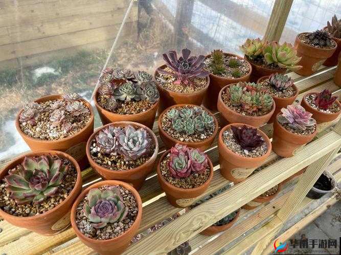 1V3 多肉多车高校生活玩出新花样