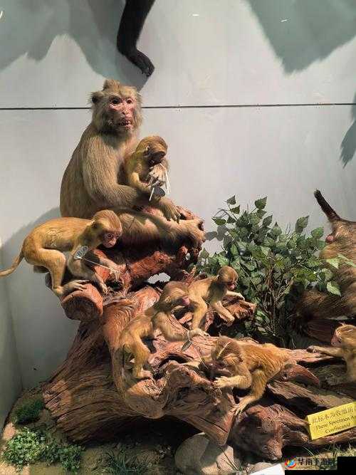 ZOOM 动物人:一场别样的动物世界之旅