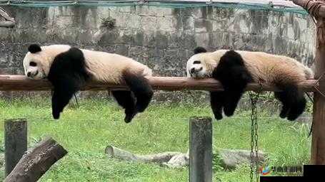 半夜装睡配合孩子趴趴：爱的陪伴