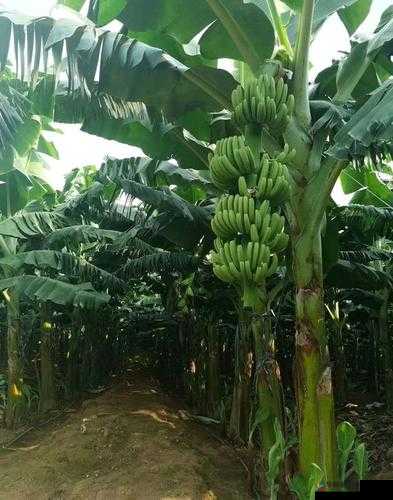 香蕉夜夜草草久久亚洲香蕉：探索未知的奇妙之旅