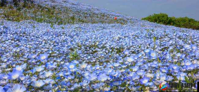 野花社区日本免费图片：探寻日本自然之美