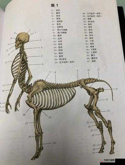 人马畜禽人：探索奇妙生物世界