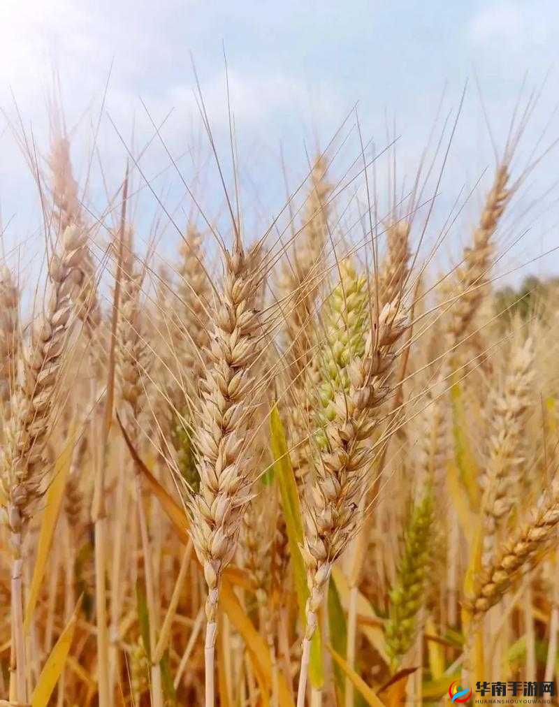 韩国朋友家的麦子：丰收的希望与喜悦