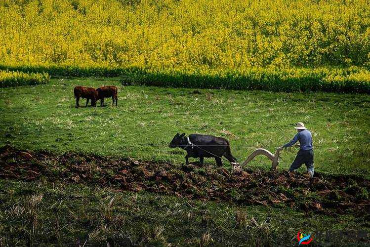 耕种妈妈肥沃的土地：辛勤耕耘爱的田野