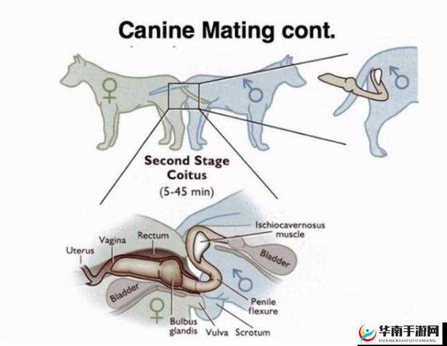 探索人马是怎么样配的种技术的奥秘之研究