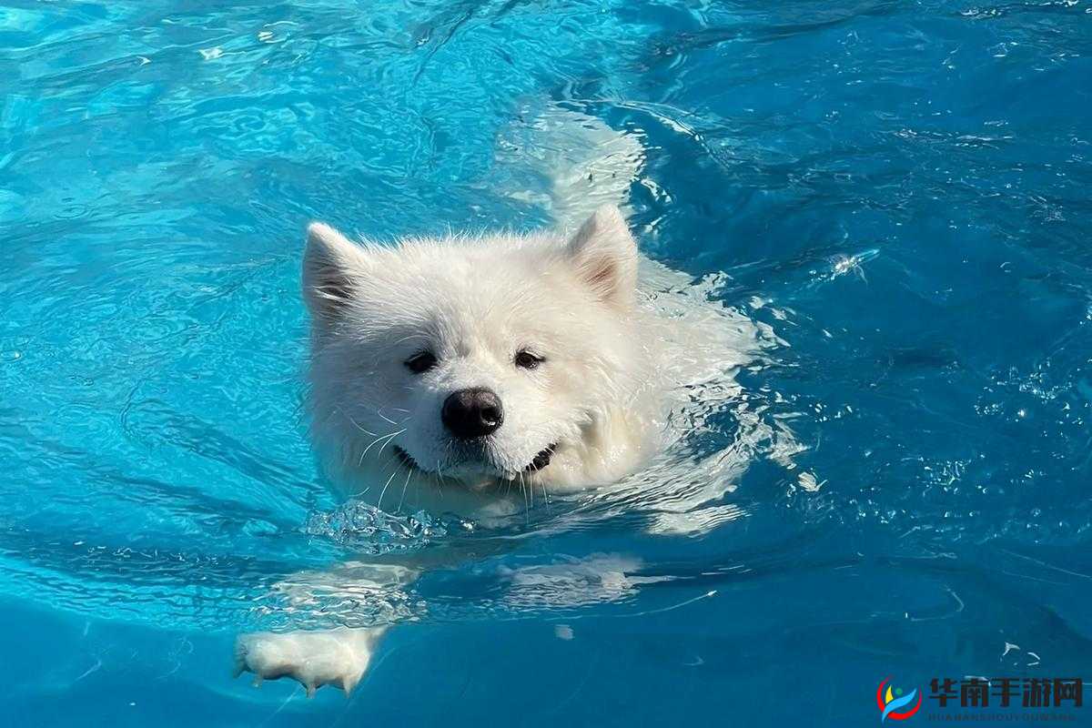 梦想召唤王手游：宠物获取攻略，让你的冒险之旅不再孤单