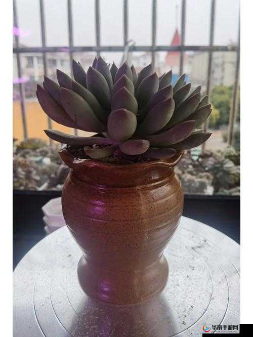 皇家共享小公主多肉养法全攻略