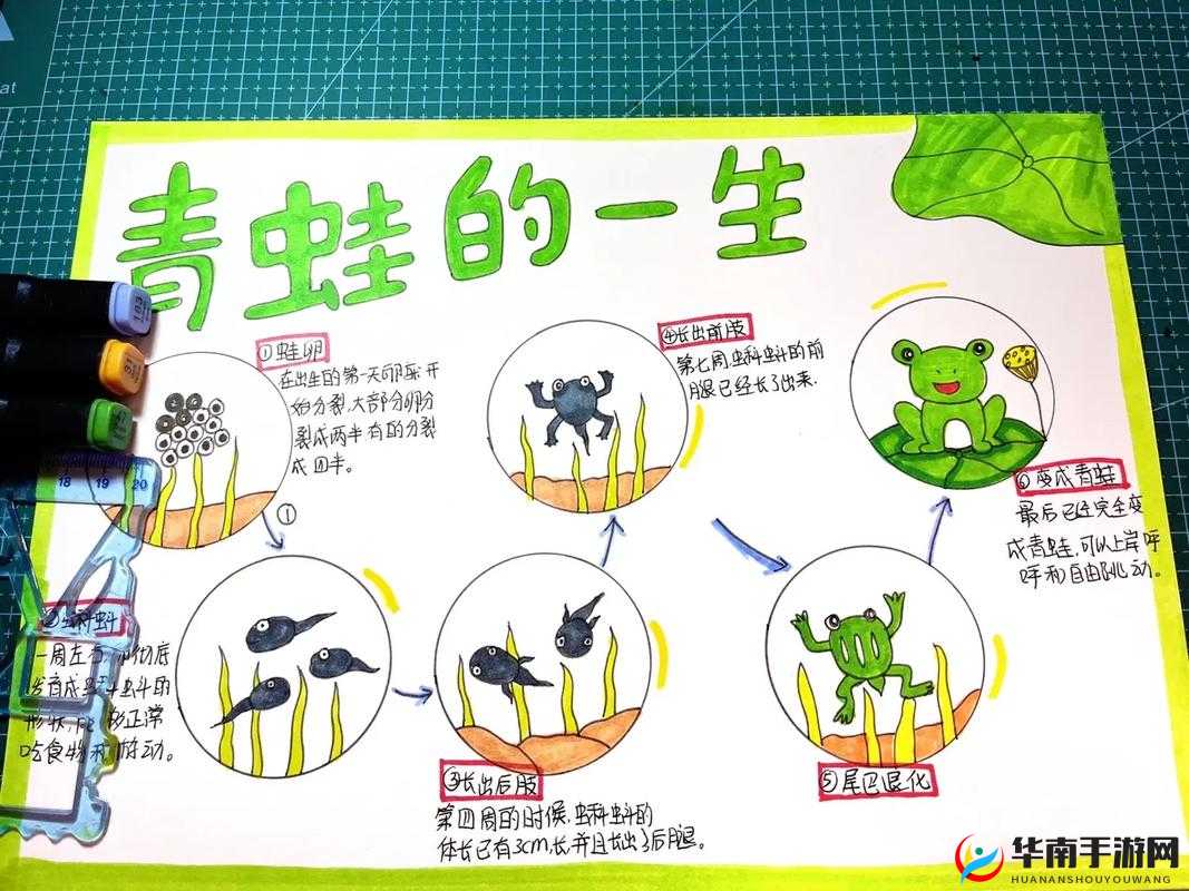 旅行青蛙的成长奥秘:探索其长大后的形态变化与未来面貌