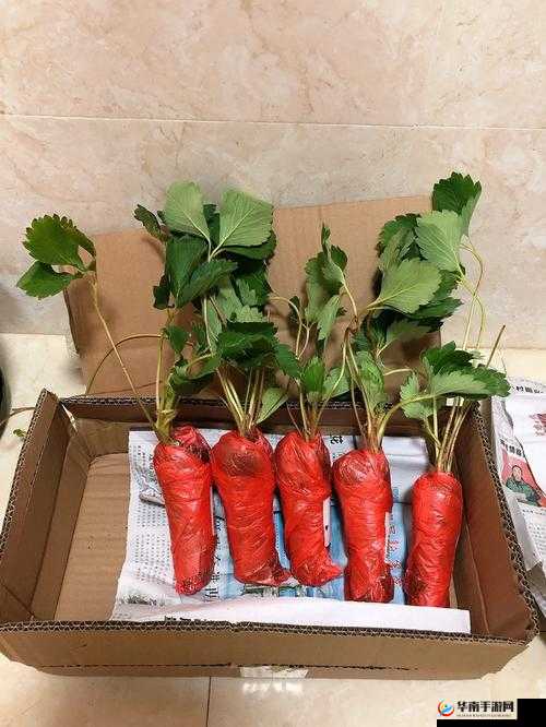 成都香蕉草莓科技有限公司：创新引领未来