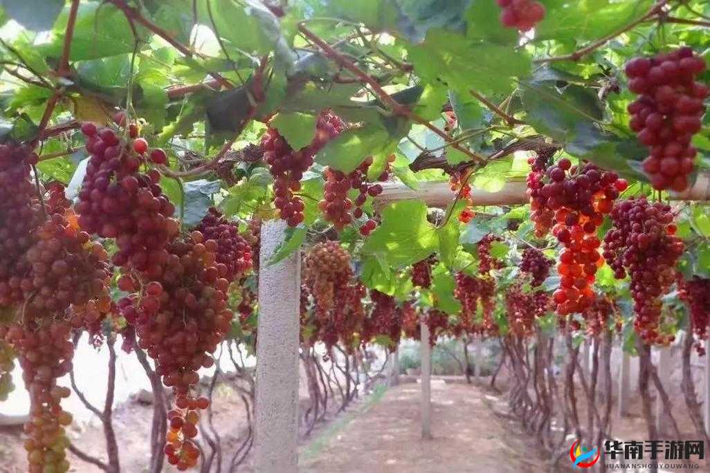 葡萄不准掉出来晚上检查:重要任务