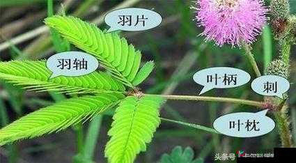 含羞草-四叶草-三叶草与自然之美