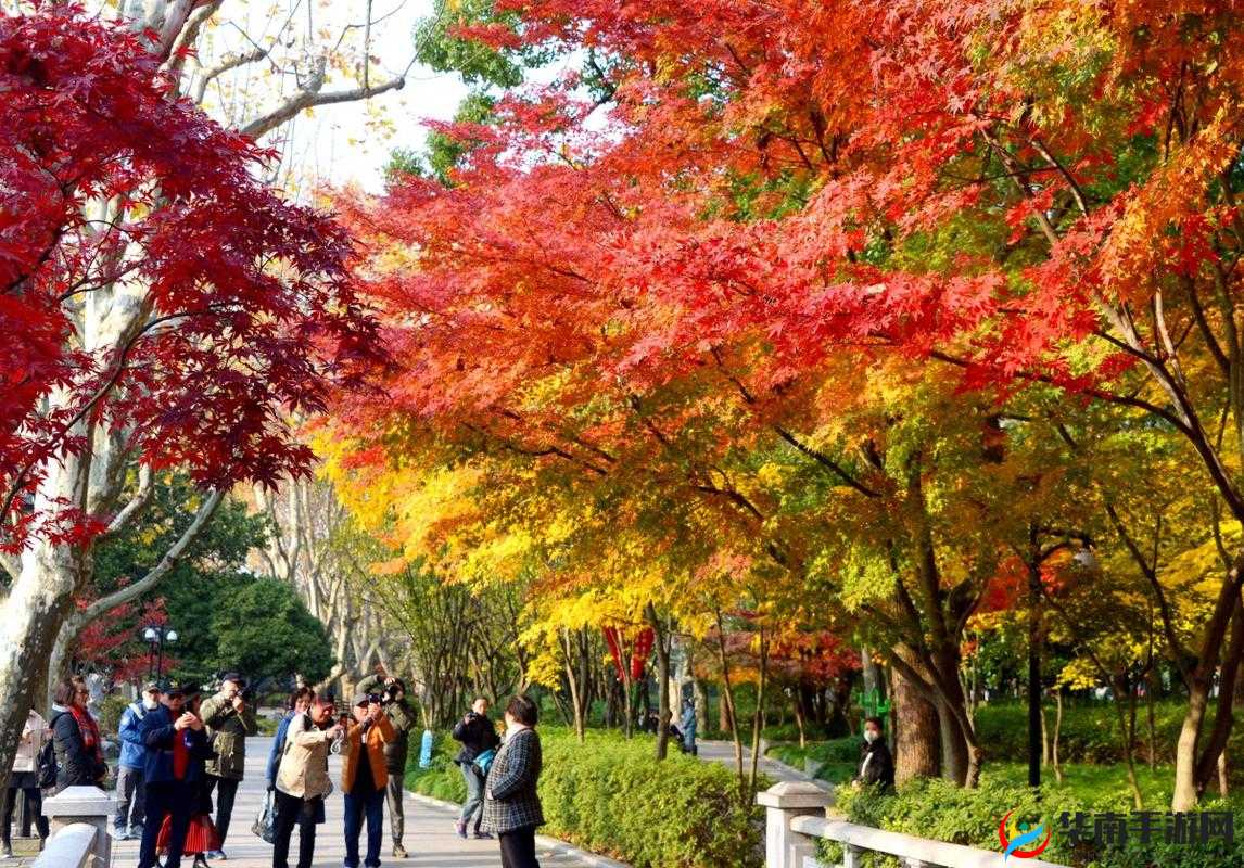 暮夕深林的资源盛宴：探秘其奥秘