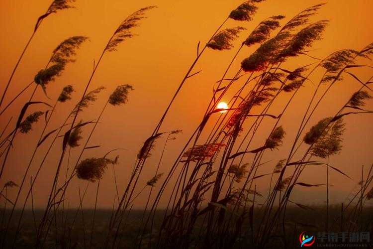 芦苇丛深处中的温情：静谧时光里的脉脉暖意