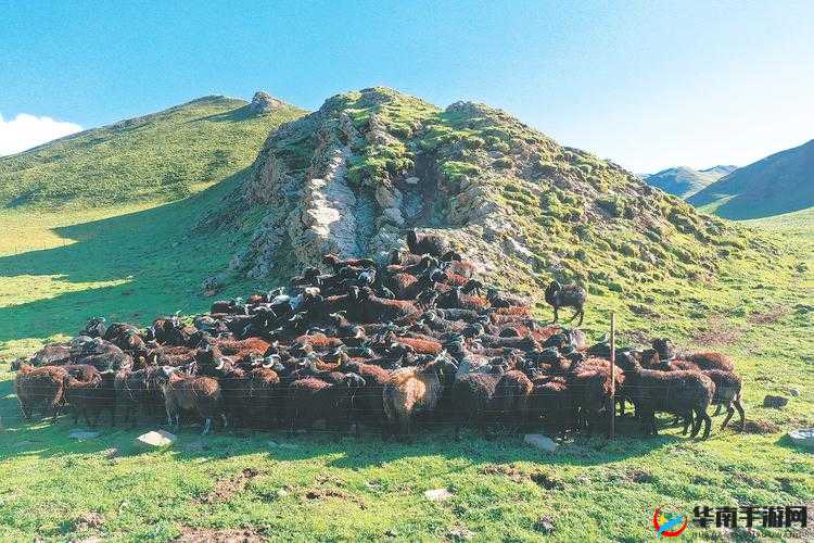 山坡上的新伙伴——群羊的故事