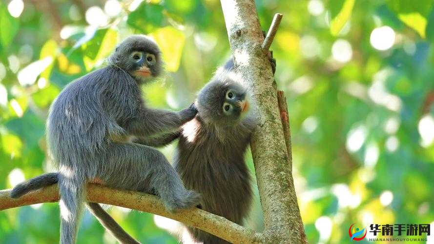 命运神界浴火重生奥秘揭晓：探寻新叶重生之道的获取方法与指南