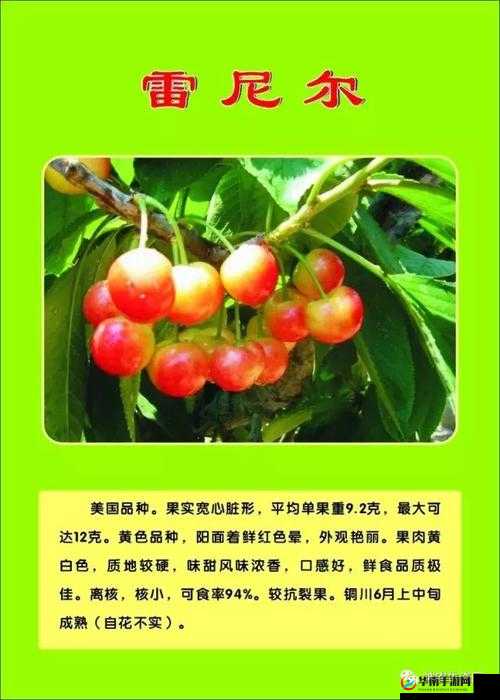 日本 vpswindows 樱桃：相关介绍