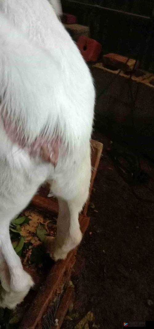 人的能进入羊的水门吗：这是什么奇怪问题