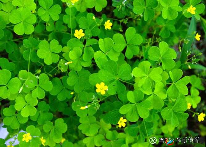 三叶草 gy4419：神奇的存在