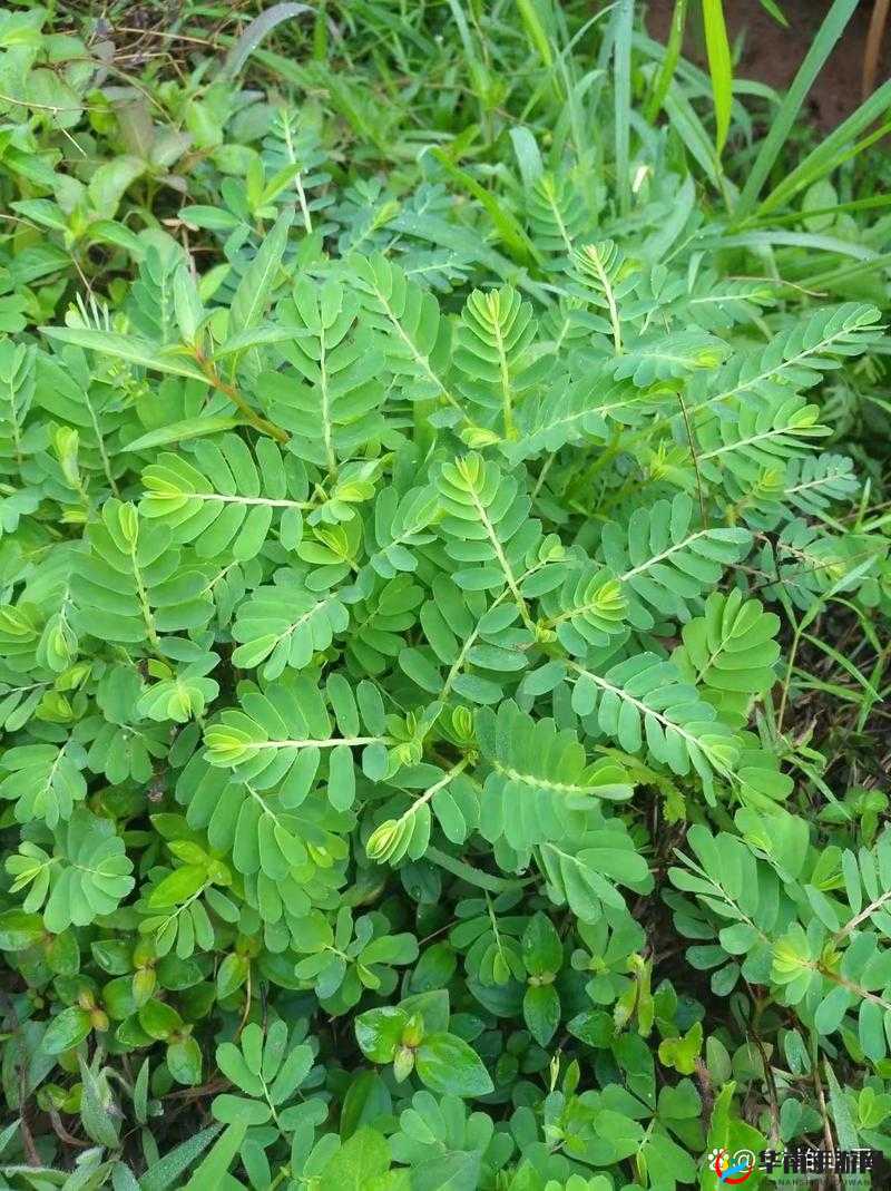 夜夜草类型多样是真的吗：网友热议