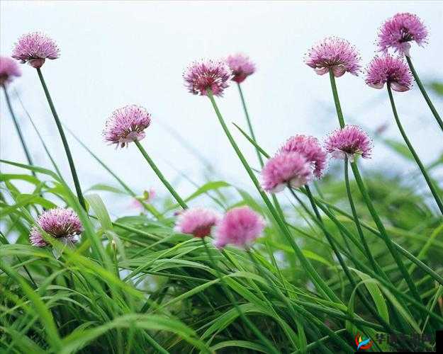 野花:高清中文免费日本精品版,极致视觉享受