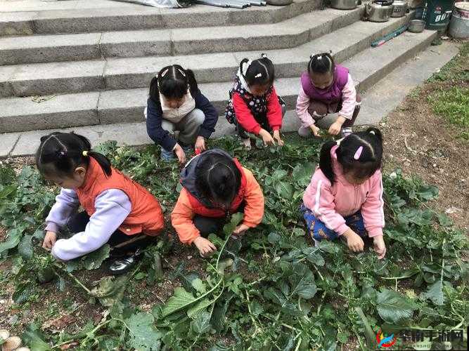 在野外用小雨伞拔萝卜好吗：一种特殊的体验