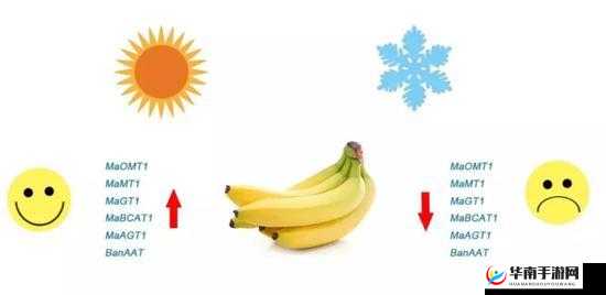 香蕉 18 度和 38 度有什么变化吗:探究温度影响