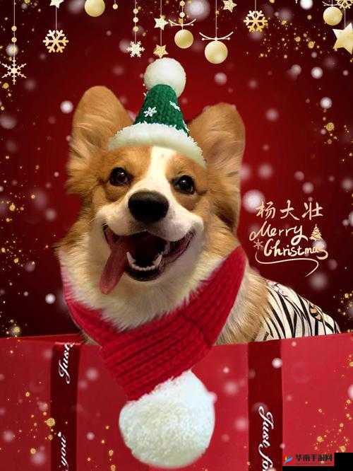 杨大壮田桂花：乡村爱情故事