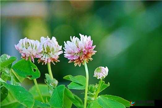 三叶草 gw4334：神奇植物的魅力